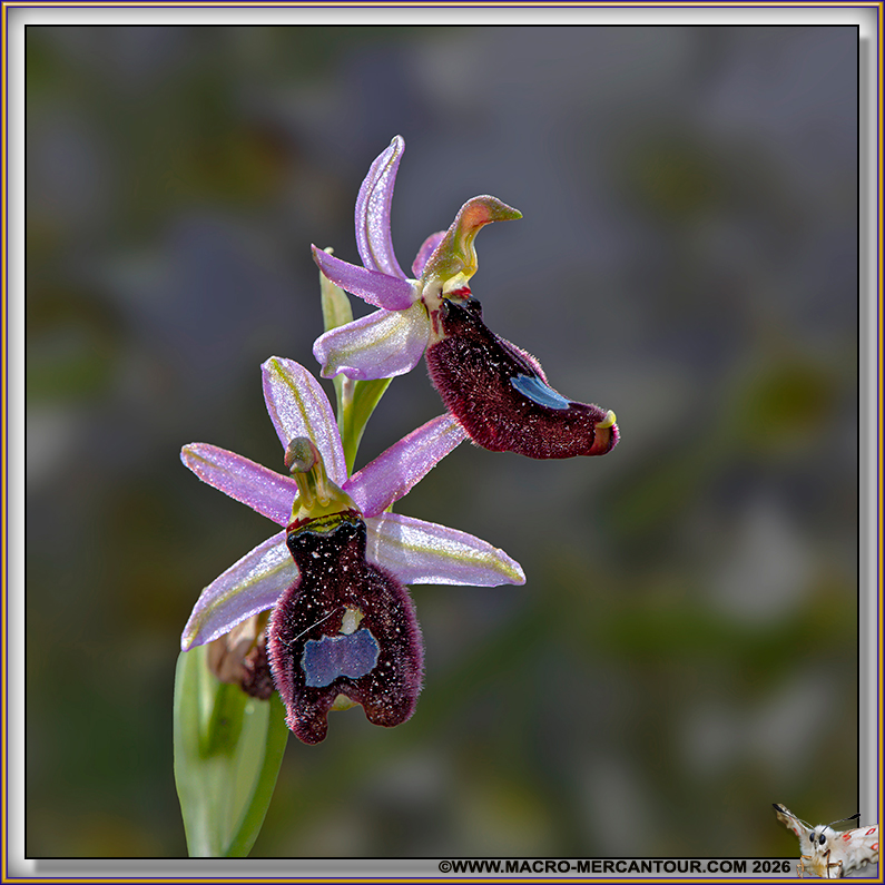 Ophrys Aurelia